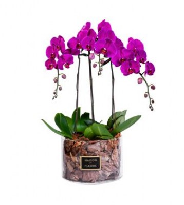 440_-_3_purple_orchids_in_30x20cm_clear_round_acrylic_box