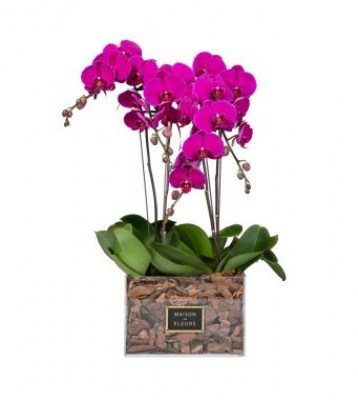 450_-_4_purple_orchids_in_30x30cm_clear_acrylic_square_box